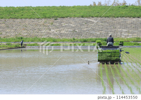 田植え 田植え機での田植え 田植え 田植え機での田植え 114453550