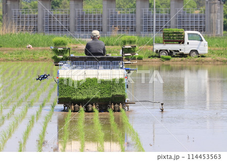 田植え　田植え機での田植え 114453563