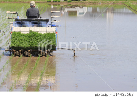 田植え 田植え機での田植え 田植え 田植え機での田植え 114453568