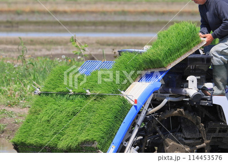 田植え　田植え機での田植え 114453576