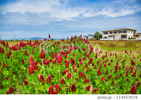 色あざやかストロベリーキャンドル 114453678