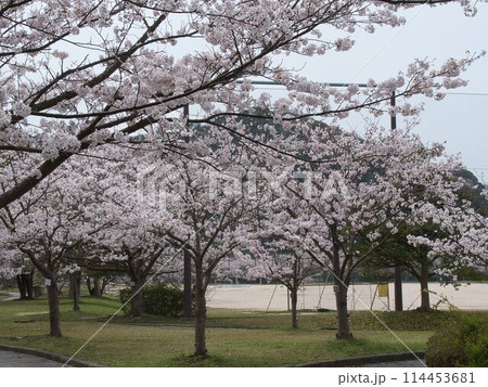 満開の桜のある公園 114453681
