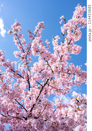 京都淀水路の河津桜 京都淀水路の河津桜 114453685