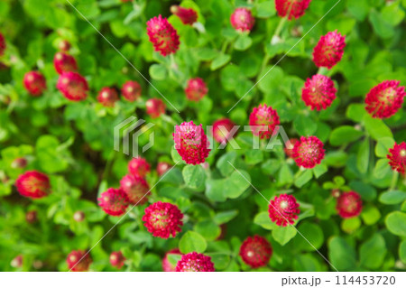 色あざやかストロベリーキャンドル 114453720