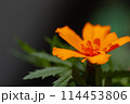 マリーゴールドの花 114453806
