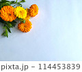 キンモクセイの花の背景素材 114453839