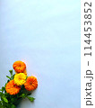 キンモクセイの花の背景素材 114453852