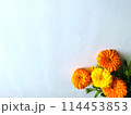 キンモクセイの花の背景素材 114453853