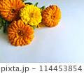 キンモクセイの花の背景素材 114453854