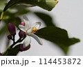 レモンの花 114453872
