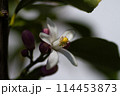 レモンの花 114453873