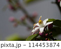 レモンの花 114453874
