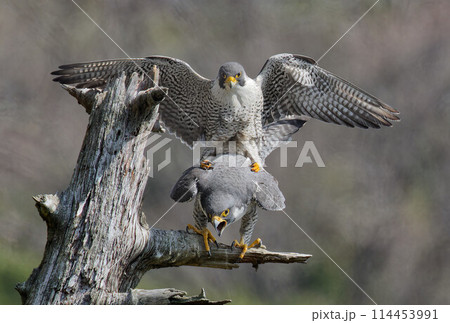 枝の上で交尾するハヤブサ成鳥 枝の上で交尾するハヤブサ成鳥 114453991