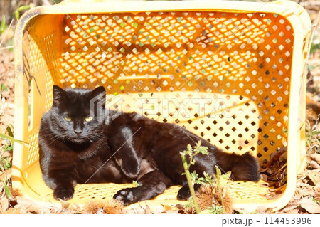 黄色い籠の中で見つめる黒い野良猫 114453996