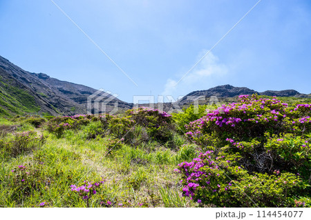晴天の阿蘇仙酔峡に咲くミヤマ霧島 114454077