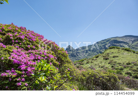 晴天の阿蘇仙酔峡に咲くミヤマ霧島 114454099