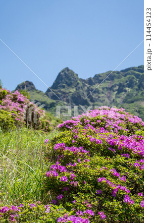 晴天の阿蘇仙酔峡に咲くミヤマ霧島 114454123