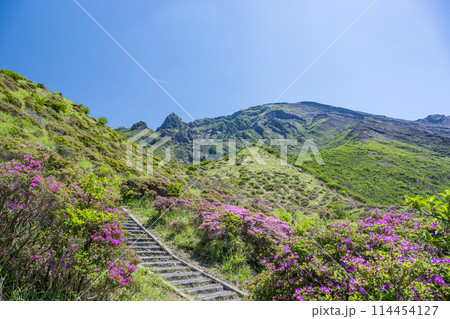 晴天の阿蘇仙酔峡に咲くミヤマ霧島 114454127