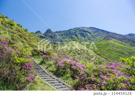 晴天の阿蘇仙酔峡に咲くミヤマ霧島 114454128
