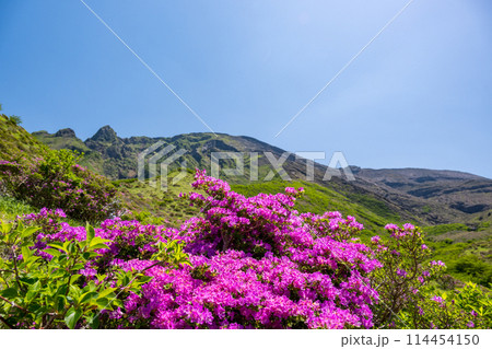 晴天の阿蘇仙酔峡に咲くミヤマ霧島 114454150