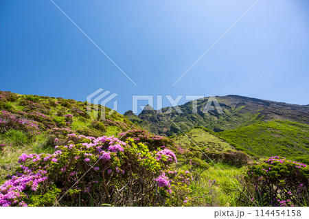 晴天の阿蘇仙酔峡に咲くミヤマ霧島 晴天の阿蘇仙酔峡に咲くミヤマ霧島 114454158