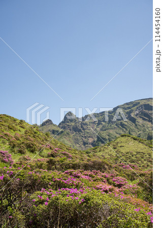晴天の阿蘇仙酔峡に咲くミヤマ霧島 114454160