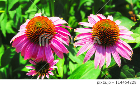 エキナセア（ムラサキバレンギク）の花が咲いている風景 114454229