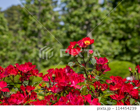 花の中心が黄色から白へと変化する一重咲きの真っ赤なバラ【カクテル】 花の中心が黄色から白へと変化する一重咲きの真っ赤なバラ【カクテル】 114454239