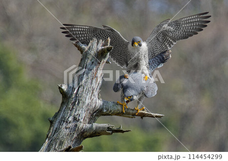 山中で交尾するハヤブサ成鳥 山中で交尾するハヤブサ成鳥 114454299