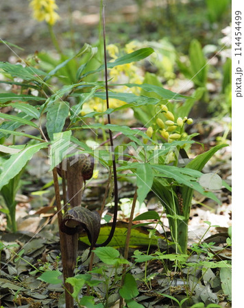 ウラシマソウ 114454499