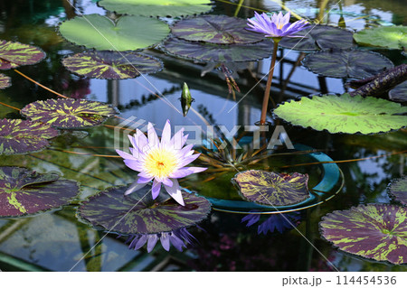 みずの森 114454536