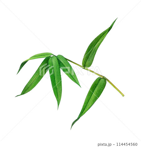 Bamboo leaf watercolor illustration. Hand painted cane green leaves. Bamboo green leaves painted element. Isolated on white background Bamboo leaf watercolor illustration. Hand painted cane green leaves. Bamboo green leaves painted element. Isolated on white background 114454560