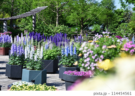 みずの森 114454561