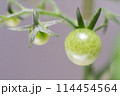 着果したミニトマト 114454564