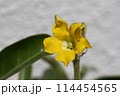 デンシフローラムの花 114454565