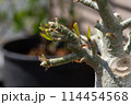 アデニウムの新芽 114454568