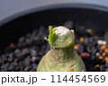 アデニアグラウカの新芽 114454569