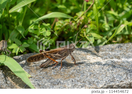 イイナパーク川口（赤山歴史自然公園） 114454672