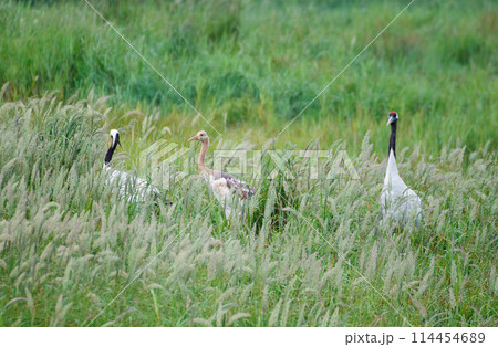 夏の風蓮湖の湿地に生息する丹頂鶴の親子 夏の風蓮湖の湿地に生息する丹頂鶴の親子 114454689