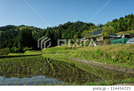 滋賀県高島市の畑地区の初夏の棚田です 114454725