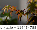 紅葉の葉 114454788