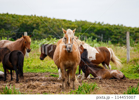 根室の牧場の道産子 114455007