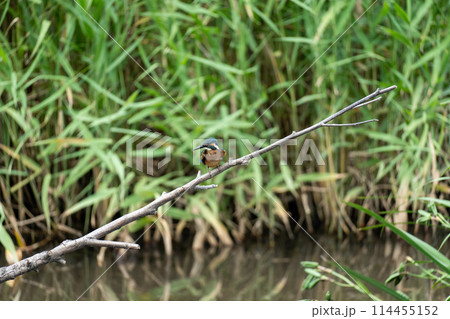 イイナパーク川口（赤山歴史自然公園） 114455152