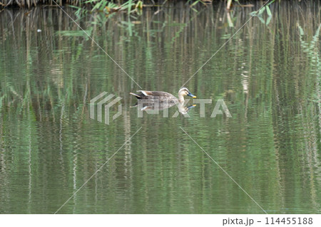イイナパーク川口（赤山歴史自然公園） 114455188