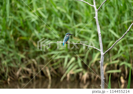 イイナパーク川口（赤山歴史自然公園） 114455214