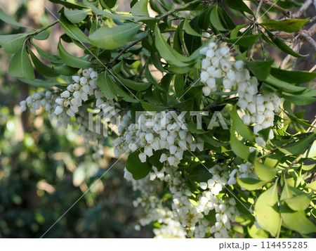 馬酔木のある風景 114455285