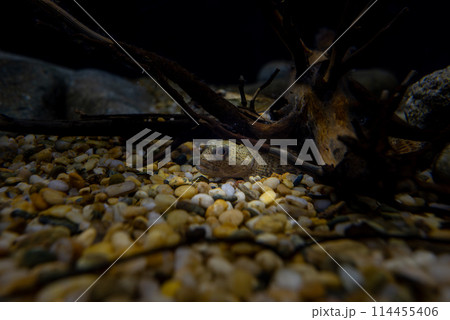 チチブ（チチカブリ） 114455406