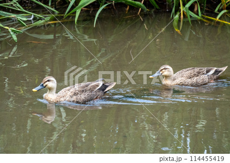 イイナパーク川口（赤山歴史自然公園） 114455419