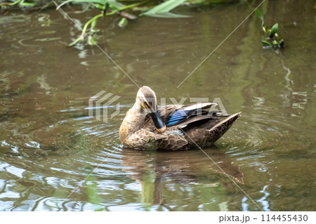 イイナパーク川口(赤山歴史自然公園) イイナパーク川口(赤山歴史自然公園) 114455430