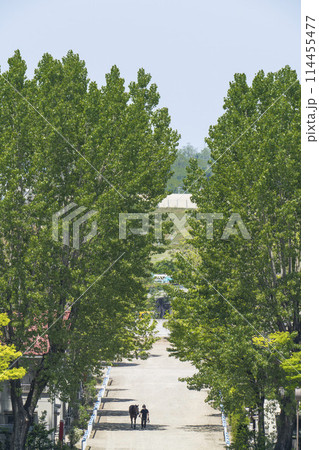 競馬場の出張厩舎と引き運動をする馬　新潟県新潟市 114455477